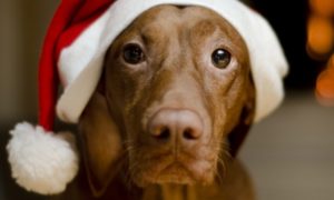 Video Marketing Tips For The Holiday Season