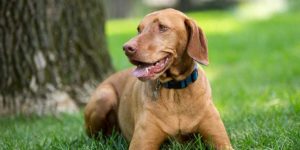 3 Reasons To Use Dogs In Your Video