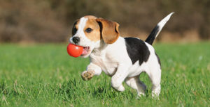 3 Reasons To Use Dogs In Your Video